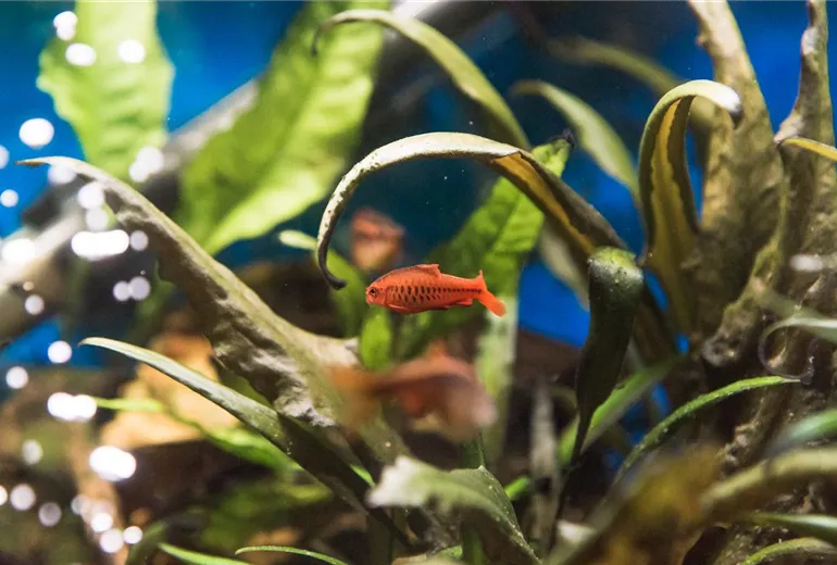 Aquarium mit Fischen im Wasser