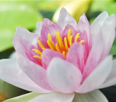 Der Miniteich: Gartenteich im Kleinformat