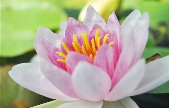 Der Miniteich: Gartenteich im Kleinformat