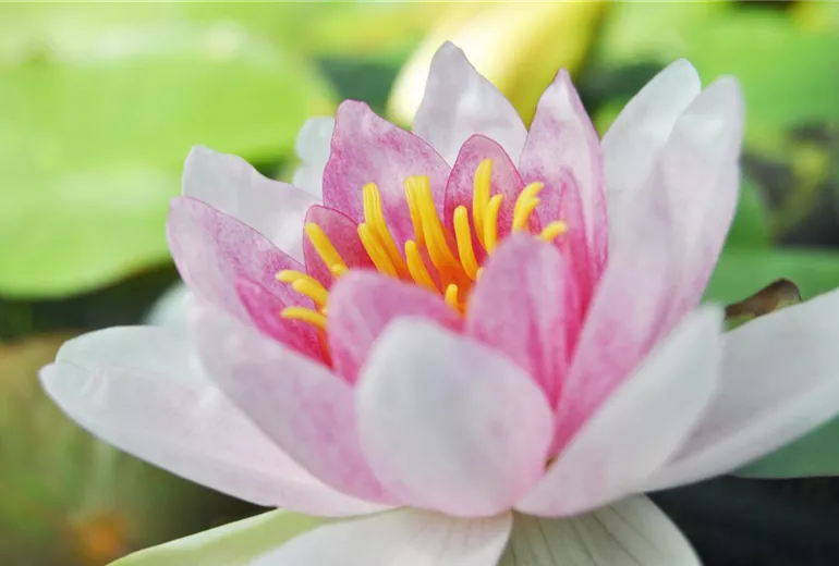 Nymphaea 'Marliacea Rosea'