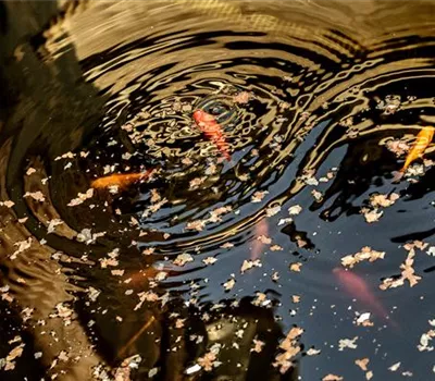 Das richtige Fischfutter finden – ohne Essen geht’s nicht!