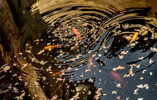 Das richtige Fischfutter finden – ohne Essen geht’s nicht!