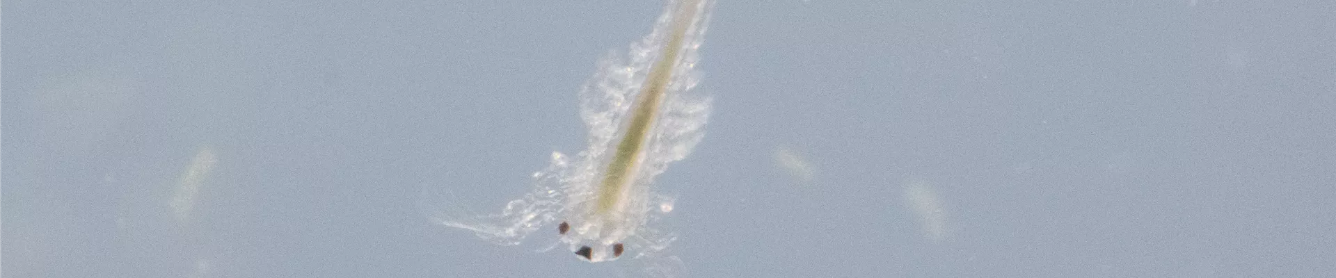 Urzeitkrebse - Sea Monkeys