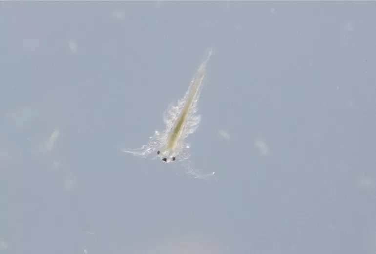 Urzeitkrebse - Sea Monkeys