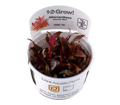 Alternanthera reineckiisp. Mini 1-2-GROW