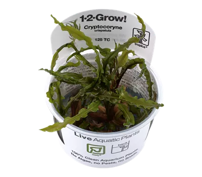 Cryptocoryne crispatula1-2-GROW