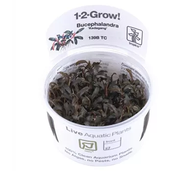 Bucephalandra Kedagang1-2-GROW