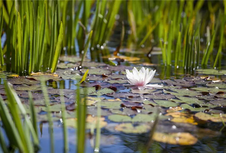 Nymphaea, weiß