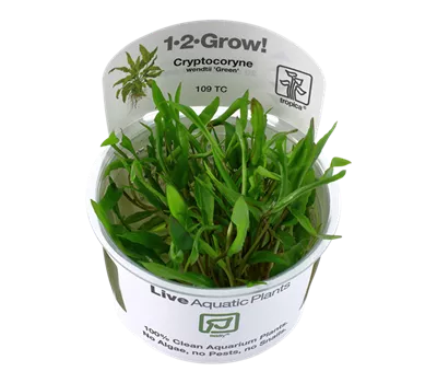 Cryptocoryne wendtii Green1-2-GROW