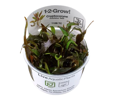 Cryptocoryne undulatus Red1-2-GROW