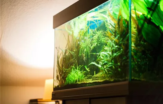 Aquarienfische im Gartenteich – Urlaub oder Umzug?