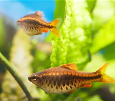 Tag der Fische: Von brennenden Augen und Seekrankheit