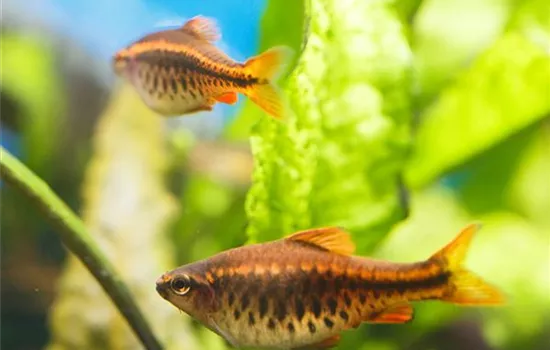 Tag der Fische: Von brennenden Augen und Seekrankheit