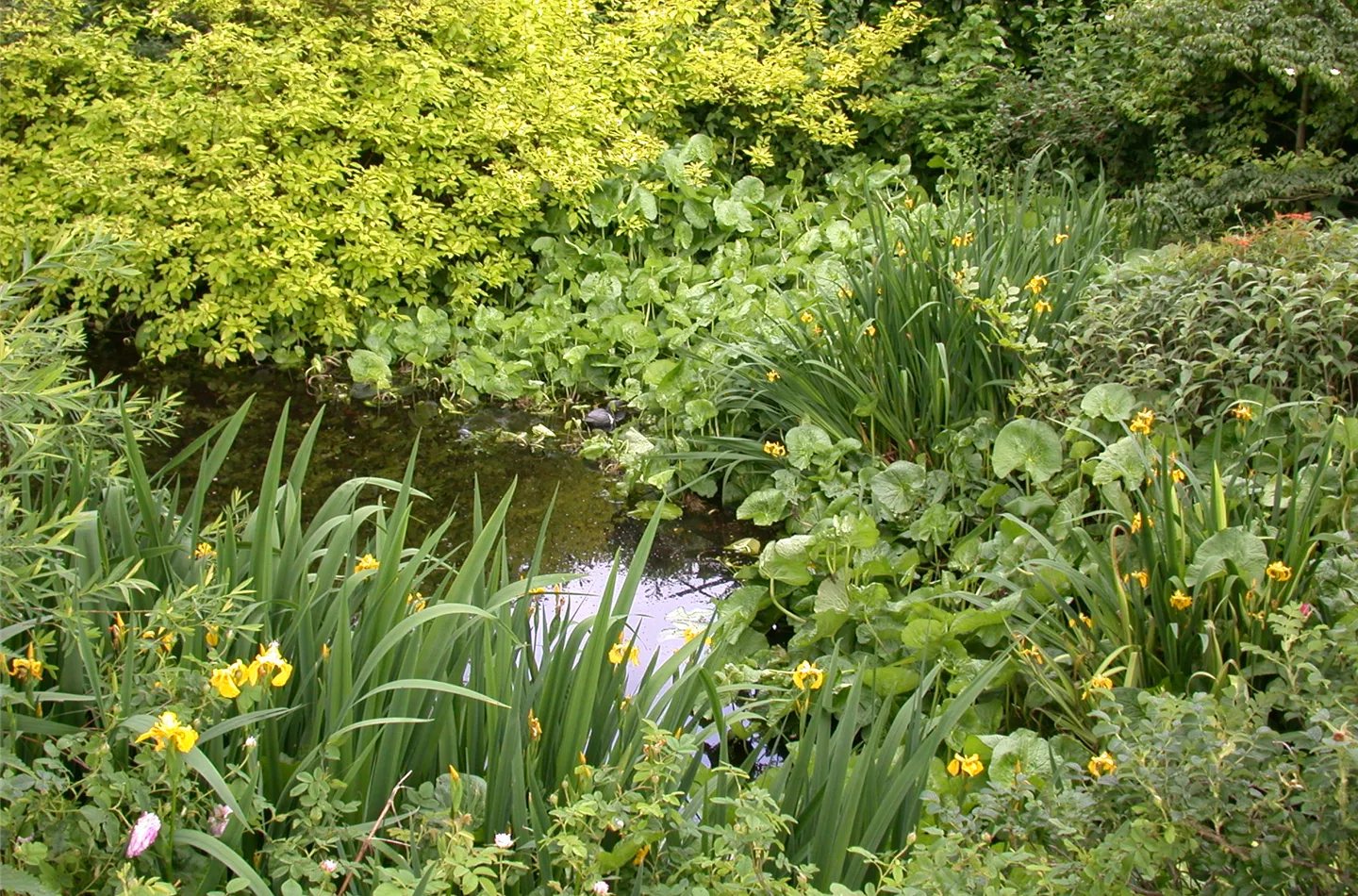 Achtung, fertig, Gartenteich! Von der Planung bis zur Umsetzung