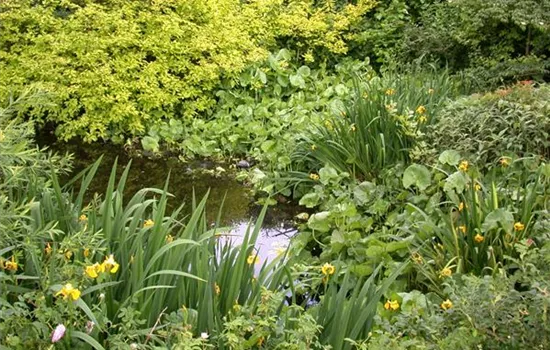 Achtung, fertig, Gartenteich! Von der Planung bis zur Umsetzung