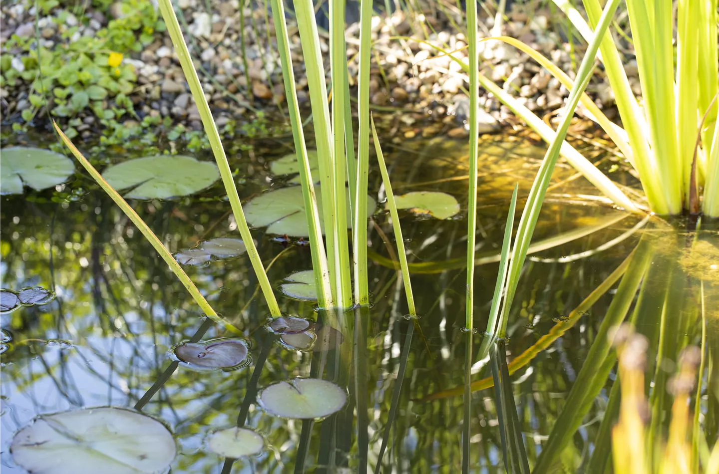 Lebensraum Gartenteich – die artenreiche WG