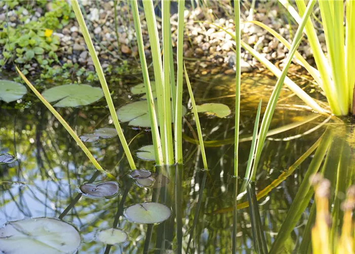 Lebensraum Gartenteich – die artenreiche WG