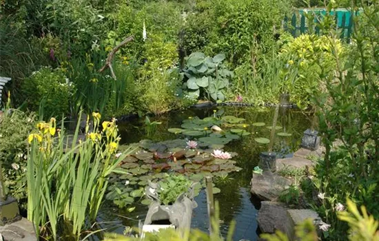 Regenwasser im Gartenteich – mögen Fische das?