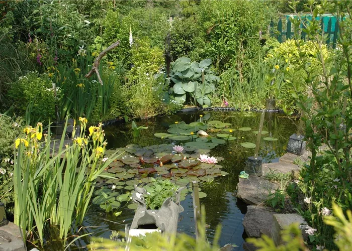 Regenwasser im Gartenteich – mögen Fische das?