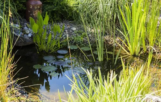 UV-C Strahlung – sauberes Teichwasser durch Sonnenlicht?