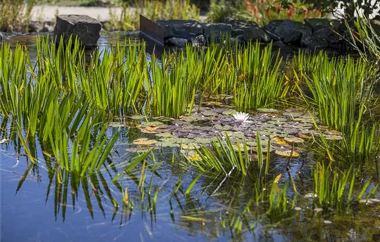 Gartenteich easy going – in wenigen Schritten zur kleinen Oase