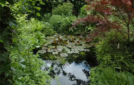 Klares Wasser im Gartenteich – gut oder schlecht?