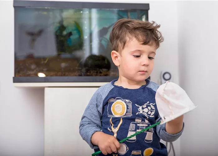 Aquarium als Dekoration für zu Hause