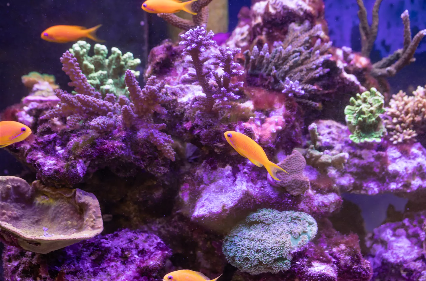 Fische online kaufen oder im stationären Handel?