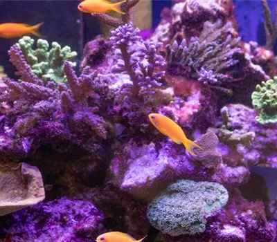 Fische online kaufen oder im stationären Handel?