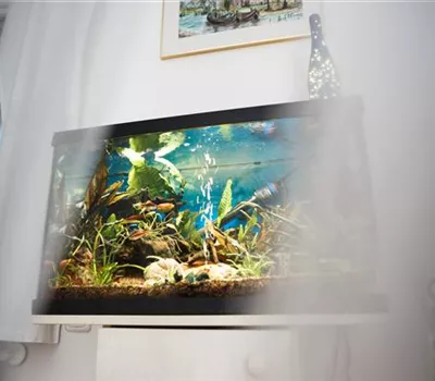 Kleine Helferlein, große Wirkung: Praktische Tools fürs Aquarium