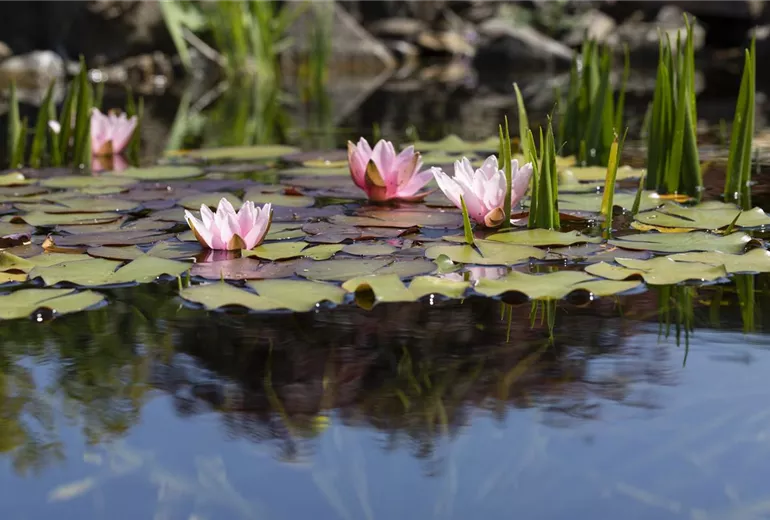 Nymphaea, rosa