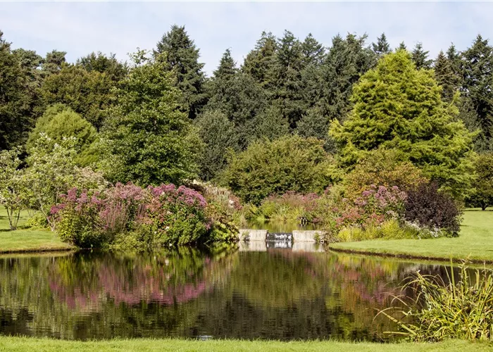 Kleiner Teich, kleiner Fisch – großer Teich, großer Fisch?