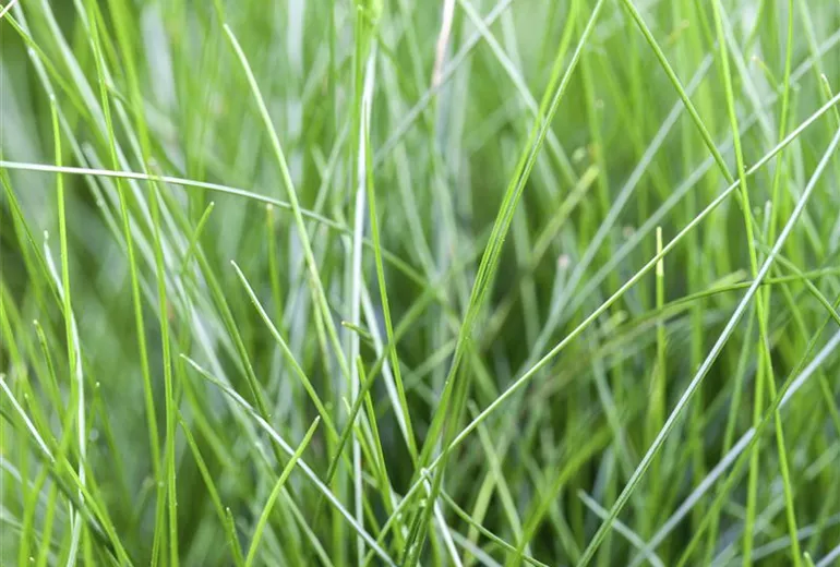 Eleocharis acicularis