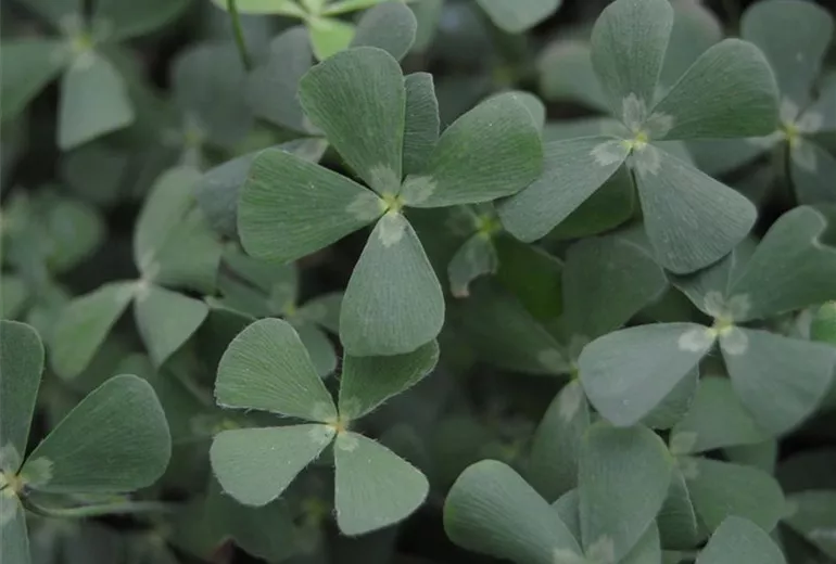 Marsilea vestita