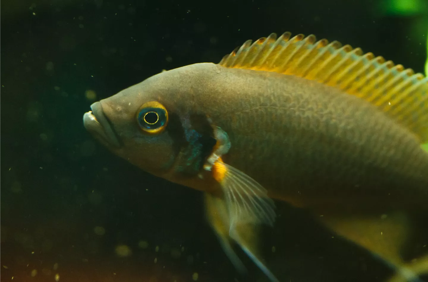 Salzbehandlung bei Fischen: Erste Hilfe mit Kochsalz