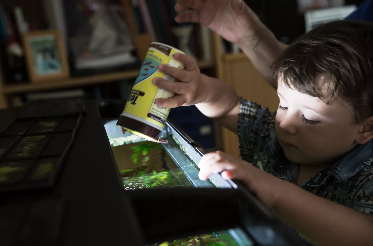 Fische richtig füttern – natürliche Ernährung im Aquarium