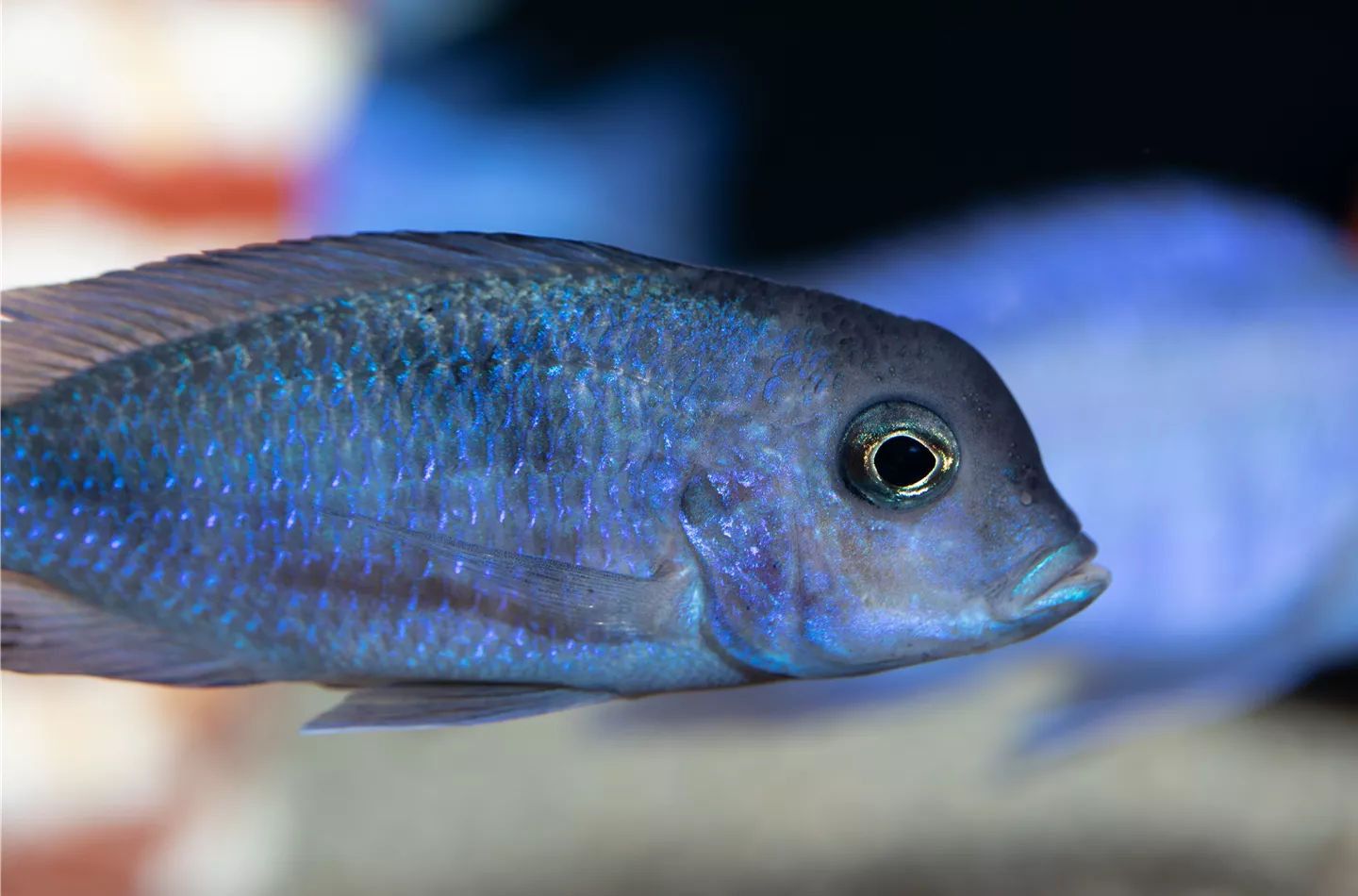 Fische transportieren: Vom Fachhandel ins Aquarium 