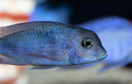 Fische transportieren: Vom Fachhandel ins Aquarium 