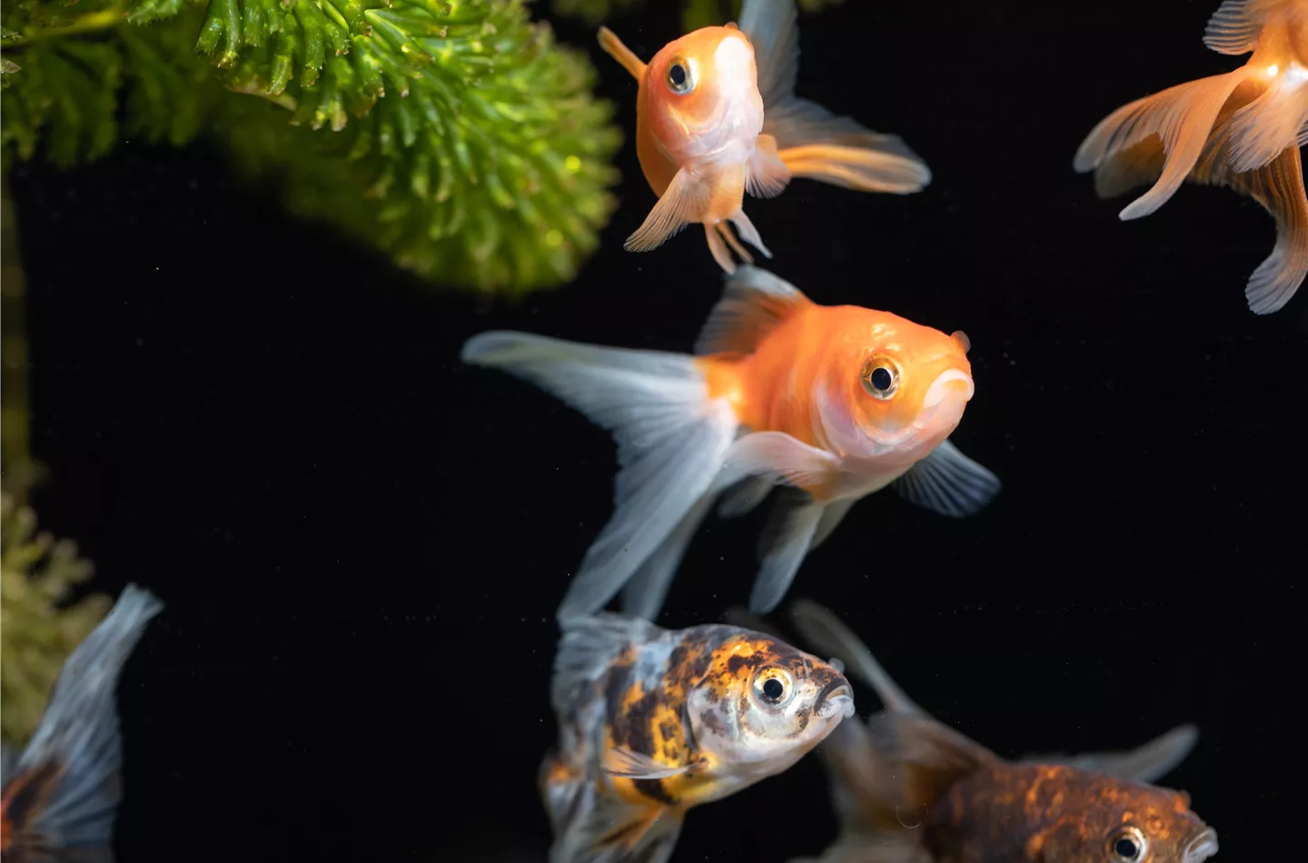 Schuppige Nachbarn: Aquarium-Besatz für Süßwasser und Meerwasser