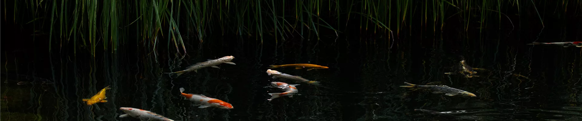 Koi im Teich
