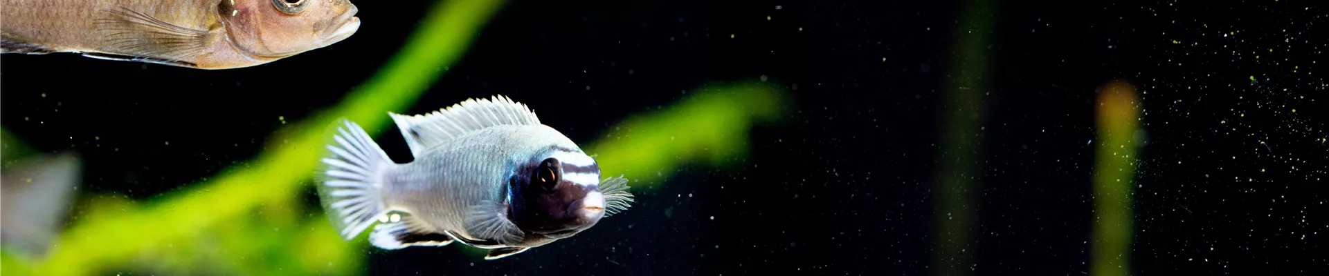 Strahlblauer Maulbrüter