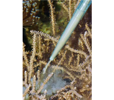 Aqua Medic Pipette 35